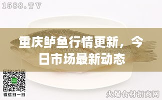 重庆鲈鱼行情更新，今日市场最新动态