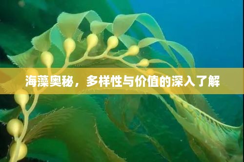 海藻奥秘，多样性与价值的深入了解