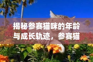 揭秘参赛猫咪的年龄与成长轨迹，参赛猫究竟多大？