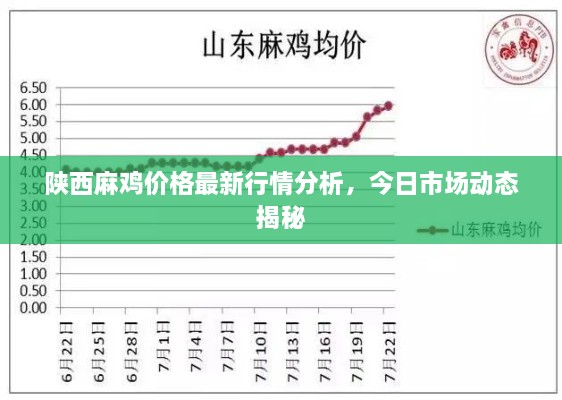 陕西麻鸡价格最新行情分析，今日市场动态揭秘