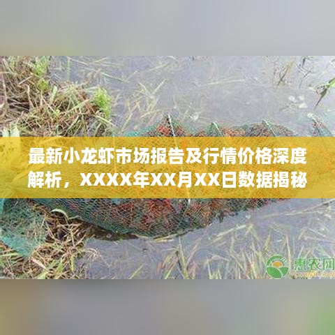 最新小龙虾市场报告及行情价格深度解析，XXXX年XX月XX日数据揭秘！