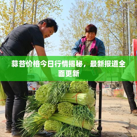 蒜苔价格今日行情揭秘，最新报道全面更新