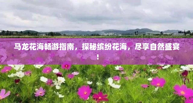 马龙花海畅游指南，探秘缤纷花海，尽享自然盛宴！