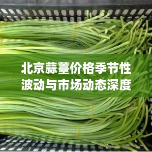 北京蒜薹价格季节性波动与市场动态深度解析