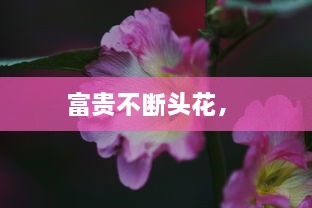 富贵不断头花， 