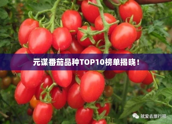 元谋番茄品种TOP10榜单揭晓！