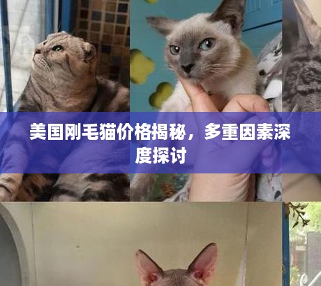 美国刚毛猫价格揭秘，多重因素深度探讨