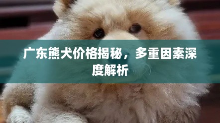 广东熊犬价格揭秘，多重因素深度解析