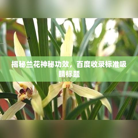 揭秘兰花神秘功效，百度收录标准吸睛标题