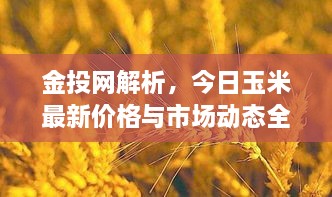 金投网解析，今日玉米最新价格与市场动态全知道