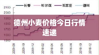 德州小麦价格今日行情速递