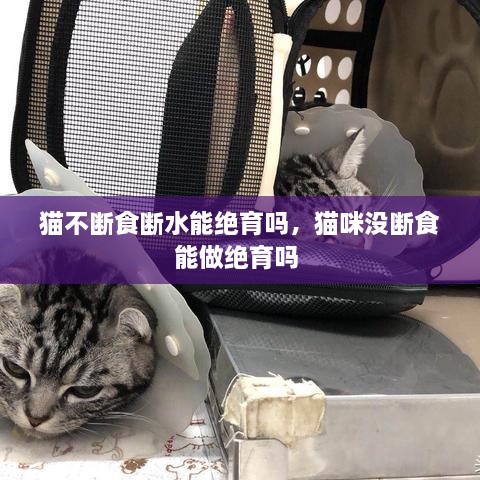 猫不断食断水能绝育吗，猫咪没断食能做绝育吗 