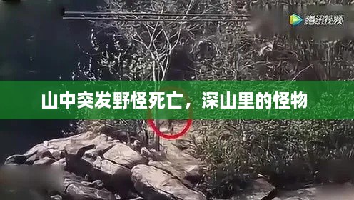 山中突发野怪死亡，深山里的怪物 