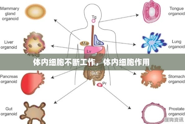 体内细胞不断工作，体内细胞作用 